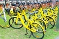 Yellow-colored bicycles `Ofo bike sharing` is dockless Ofo system uses a smartphone app to unlock bicycles.